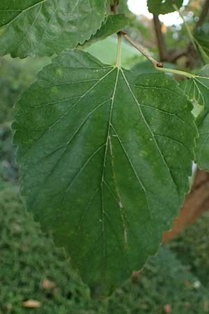 Morus nigra \ Schwarzer Maulbeerbaum / Common Mulberry, D Mannheim 23.9.2023