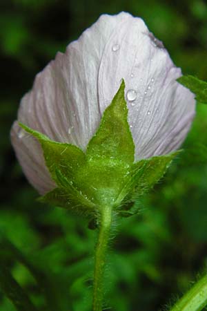 Malva moschata \ Moschus-Malve, D Odenwald, Unterflockenbach 27.6.2015