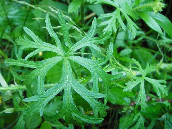 Malva moschata \ Moschus-Malve, D Odenwald, Unterflockenbach 27.6.2015