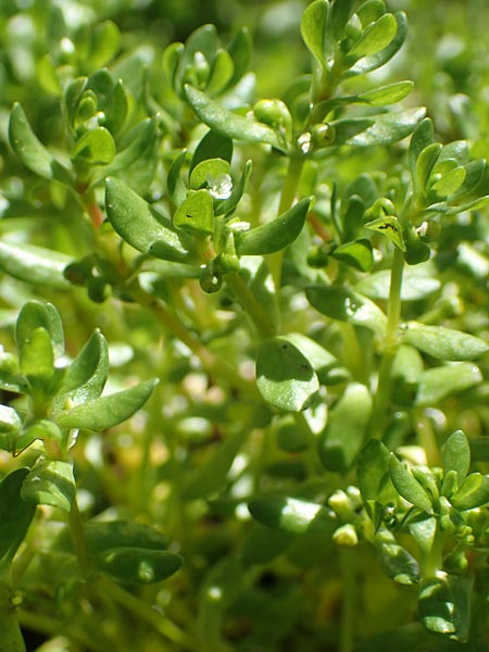 Montia fontana subsp. fontana \ Quellkraut, D Schwarzwald, Notschrei 10.7.2016