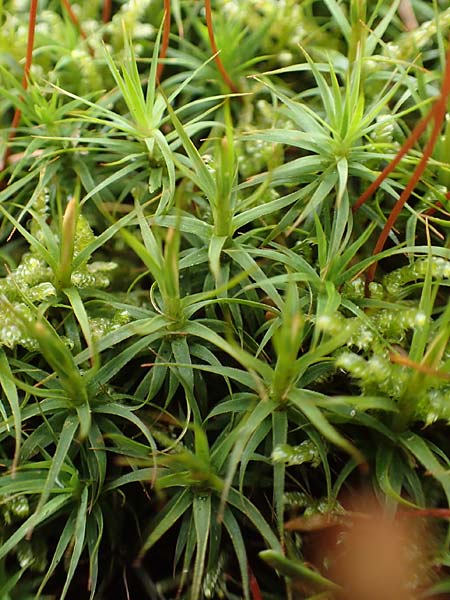 Pogonatum aloides \ Aloehnliches Filzmtzen-Moos / Aloe Haircap, D Odenwald, Beerfelden 18.2.2017