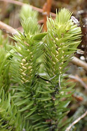 Huperzia selago \ Tannen-Brlapp / Fir Clubmoss, D Odenwald, Beerfelden 18.2.2017