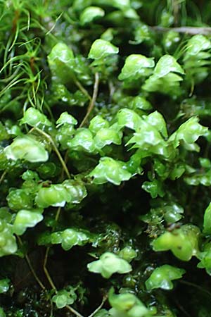 Plagiochila asplenioides ? \ Groes Schiefmund-Lebermoos / Greater Featherwort, Cedar-Shake Liverwort, D Schwarzwald/Black-Forest, Allerheiligen 1.8.2017