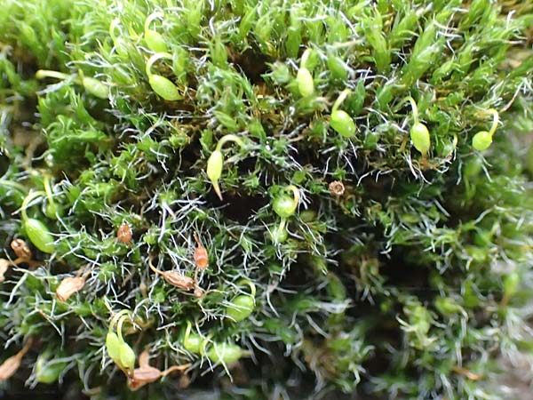 Grimmia pulvinata \ Polster-Kissenmoos, D Weinheim an der Bergstraße 13.2.2019