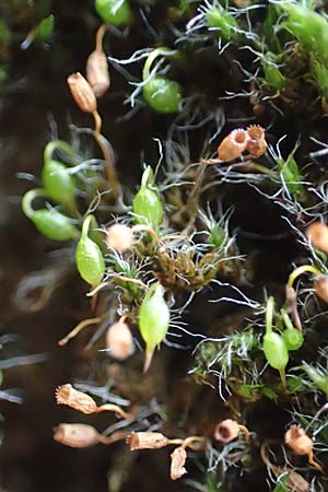 Grimmia pulvinata / Grey-Cushioned Grimmia, D Weinheim an der Bergstraße 13.2.2019