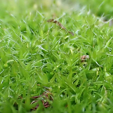 Grimmia pulvinata \ Polster-Kissenmoos / Grey-Cushioned Grimmia, D Weinheim an der Bergstraße 13.2.2019