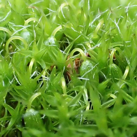 Grimmia pulvinata / Grey-Cushioned Grimmia, D Weinheim an der Bergstraße 13.2.2019