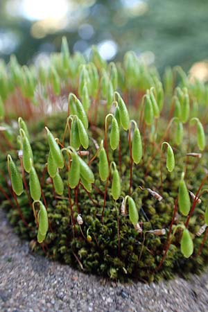 Bryum argenteum ? \ Silber-Birnenmoos / Silvergreen Bryum Moss, Silvery Thread Moss, D Neuleiningen 13.3.2020