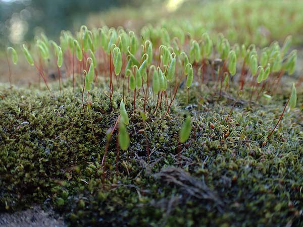 Bryum argenteum ? \ Silber-Birnenmoos, D Neuleiningen 13.3.2020