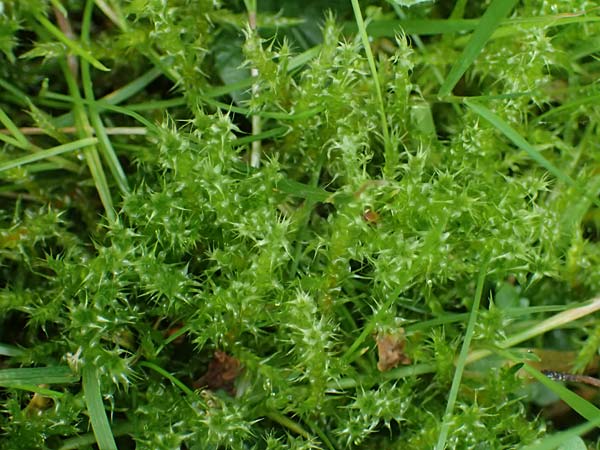 Rhytidiadelphus squarrosus / Springly Turf Moss, D Essen 9.8.2021