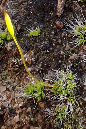 Tortula muralis \ Mauer-Drehzahnmoos / Wall Screw Moss, D Alsbach 12.2.2022