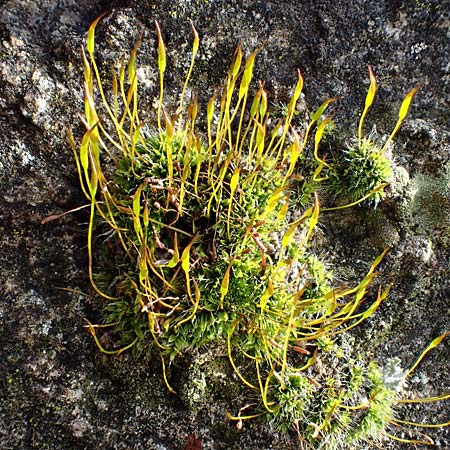 Tortula muralis \ Mauer-Drehzahnmoos / Wall Screw Moss, D Alsbach 12.2.2022