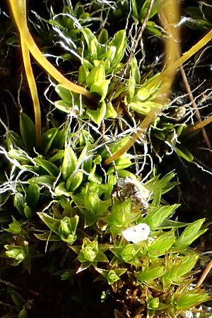 Tortula muralis \ Mauer-Drehzahnmoos / Wall Screw Moss, D Alsbach 12.2.2022