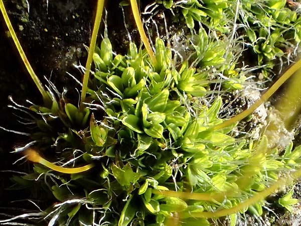 Tortula muralis \ Mauer-Drehzahnmoos / Wall Screw Moss, D Alsbach 12.2.2022