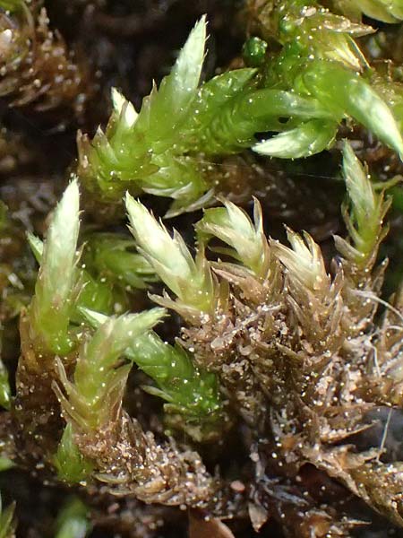 Brachythecium rivulare \ Bach-Kurzbchsenmoos / Brachythecium Moss, D Trippstadt 23.4.2022