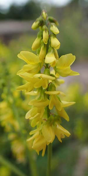 Melilotus officinalis \ Echter Steinklee, Gewhnlicher Honigklee / Ribbed Melilot, D Thüringen, Kyffhäuserdenkmal 8.6.2022