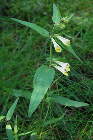 Melampyrum pratense \ Gewhnlicher Wachtelweizen, Wiesen-Wachtelweizen, D Schwarzwald, Feldberg 24.6.2007