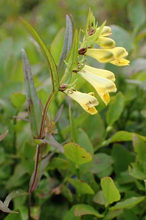 Melampyrum pratense \ Gewhnlicher Wachtelweizen, Wiesen-Wachtelweizen, D Schwarzwald, Unterstmatt 4.8.2016