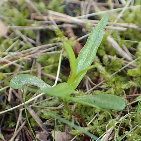 Melampyrum pratense / Common Cow-Wheat, D Hanhofen 14.4.2018