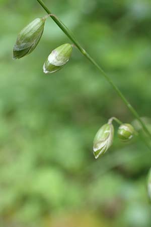 Melica picta \ Buntes Perlgras, D Gochsheim 17.5.2018