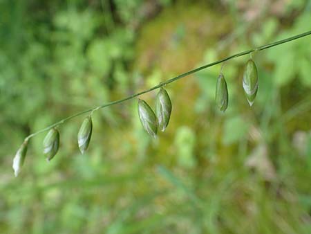 Melica picta \ Buntes Perlgras, D Gochsheim 17.5.2018