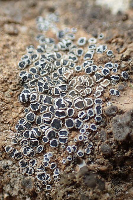 Myriolecis percrenata \ Gekerbte Kuchen-Flechte / Crenate Rim Lichen, D Alsheim 1.6.2018