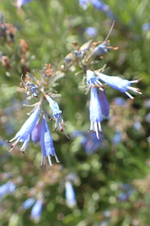 Moltkia petraea \ Felsen-Moltkie / Moltkia, D Botan. Gar. Krefeld 13.6.2019