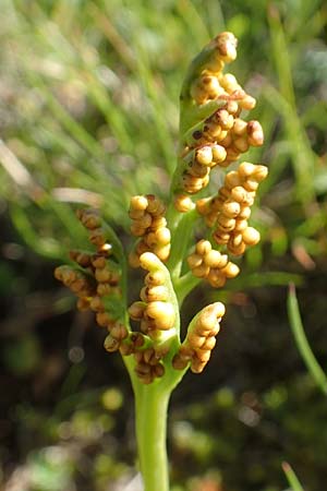 Botrychium lunaria \ Mondraute, D Schwarzwald, Feldberg 10.7.2016