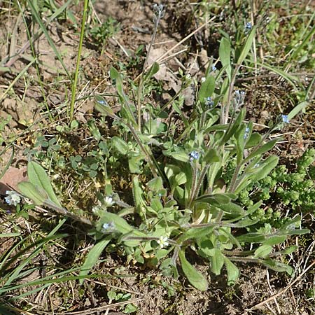 Myosotis ramosissima \ Hgel-Vergissmeinnicht, D Seeheim an der Bergstraße 16.4.2018