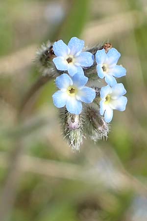 Myosotis ramosissima \ Hgel-Vergissmeinnicht, D Seeheim an der Bergstraße 16.4.2018