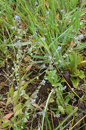 Myosotis ramosissima \ Hgel-Vergissmeinnicht, D Odenwald, Oberflockenbach 12.5.2021