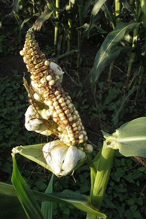 Zea mays / Maize, Sweetcorn, D Mannheim 13.8.2007