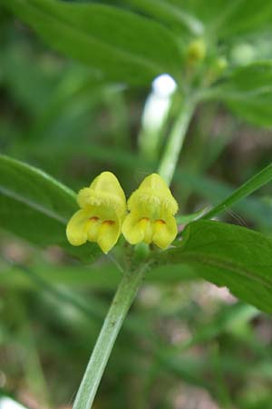 Melampyrum sylvaticum \ Wald-Wachtelweizen, D Schwarzwald, Feldberg 29.6.2008