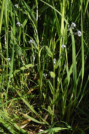 Myosotis arvensis subsp. umbrata \ Schatten-Vergissmeinnicht / Common Forget-me-not, D Gimbsheim 11.5.2015