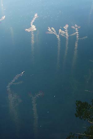 Myriophyllum spicatum \ hriges Tausendblatt / Spiked Water Milfoil, D Eich 30.6.2015