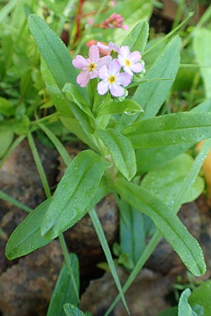 Myosotis scorpioides agg. \ Sumpf-Vergissmeinnicht / Water Forget-me-not, D Groß-Gerau 21.9.2015