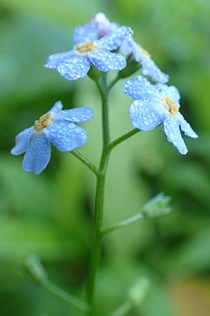 Myosotis scorpioides agg. \ Sumpf-Vergissmeinnicht / Water Forget-me-not, D Groß-Gerau 21.9.2015