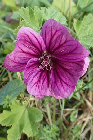 Malva sylvestris subsp. mauritiana \ Mauretanische Malve / Mallow-Tree, D Mömlingen 10.9.2016