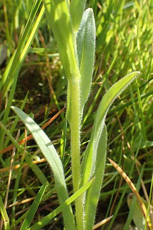 Myosotis scorpioides agg. \ Sumpf-Vergissmeinnicht, D Rödermark 13.5.2017