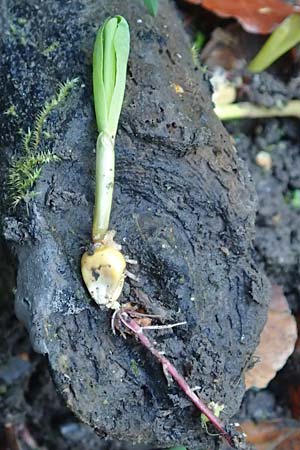 Zea mays / Maize, Sweetcorn, D Zaberfeld-Leonbronn 4.10.2018