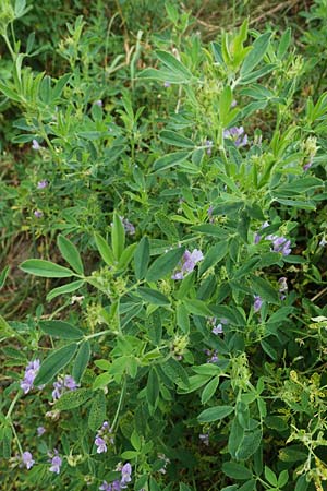 Medicago sativa \ Luzerne, Saat-Luzerne, D Hohwacht 13.9.2021