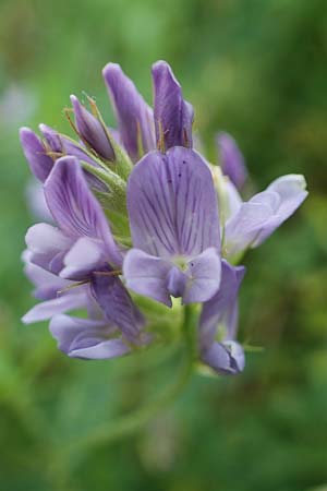 Medicago sativa \ Luzerne, Saat-Luzerne, D Hohwacht 13.9.2021