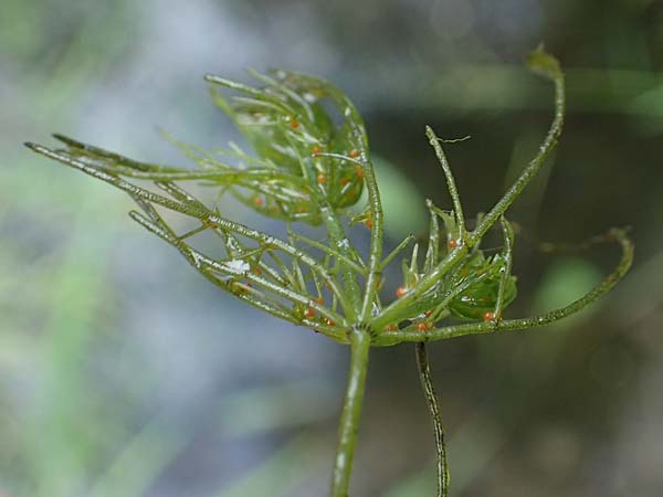 Myriophyllum spicatum \ hriges Tausendblatt, D Thüringen, Erfurt 13.6.2022