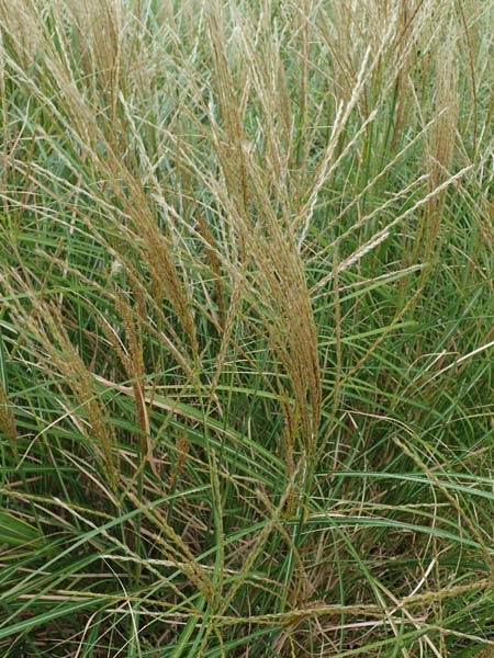 Miscanthus sinensis \ Chinaschilf, Elefanten-Gras / Chinese Silver Grass, Japanese Silver Grass, D Offenburg 3.9.2022