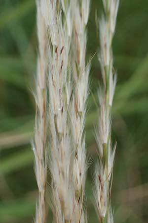 Miscanthus sinensis \ Chinaschilf, Elefanten-Gras / Chinese Silver Grass, Japanese Silver Grass, D Offenburg 3.9.2022