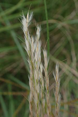 Miscanthus sinensis \ Chinaschilf, Elefanten-Gras / Chinese Silver Grass, Japanese Silver Grass, D Offenburg 3.9.2022