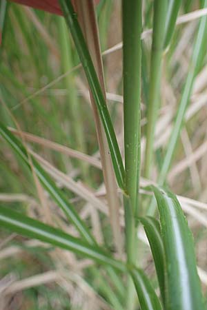 Miscanthus sinensis \ Chinaschilf, Elefanten-Gras / Chinese Silver Grass, Japanese Silver Grass, D Offenburg 3.9.2022