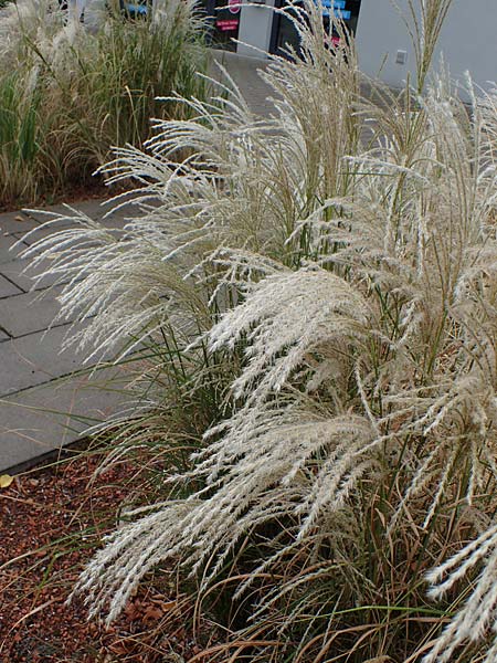 Miscanthus sinensis \ Chinaschilf, Elefanten-Gras / Chinese Silver Grass, Japanese Silver Grass, D Offenburg 3.9.2022