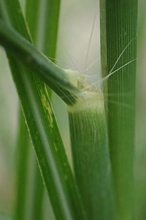 Miscanthus sinensis \ Chinaschilf, Elefanten-Gras / Chinese Silver Grass, Japanese Silver Grass, D Mannheim 16.9.2022