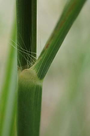 Miscanthus sinensis \ Chinaschilf, Elefanten-Gras / Chinese Silver Grass, Japanese Silver Grass, D Mannheim 16.9.2022